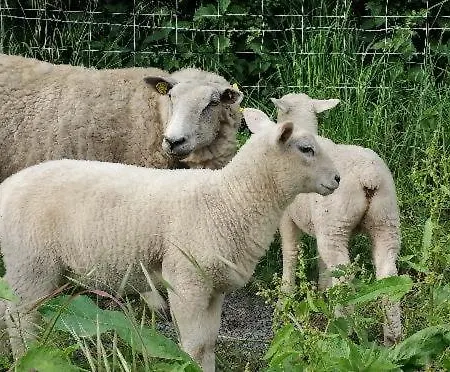 La Ferme De Mademoiselle Jeanne *